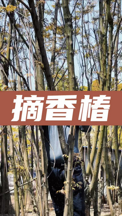 香椿雞蛋有，就缺二兩酒！
